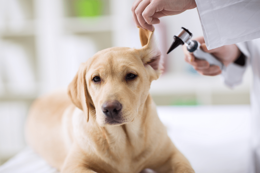 Grooming Tips: Dog Ear Plucking And Cleaning
