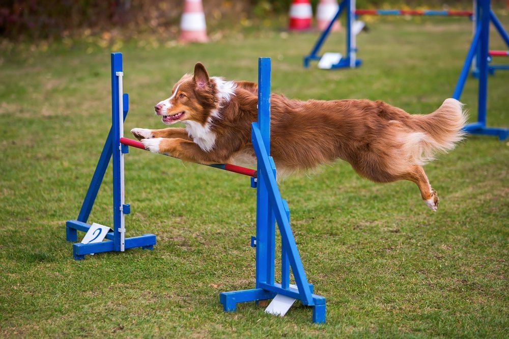 A Fun Way To Bond: 5 Dog Sports You And Your Pet Can Participate In