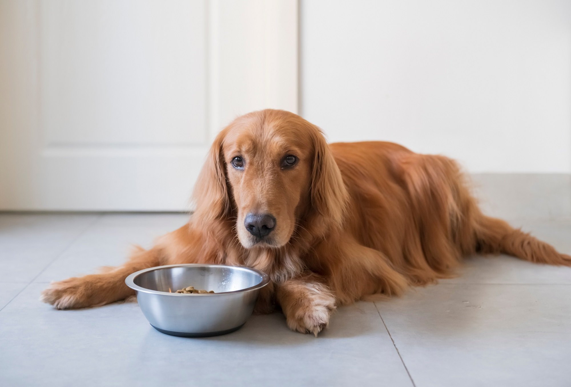 Dog Food for Golden Retrievers – Our Top 6 Picks