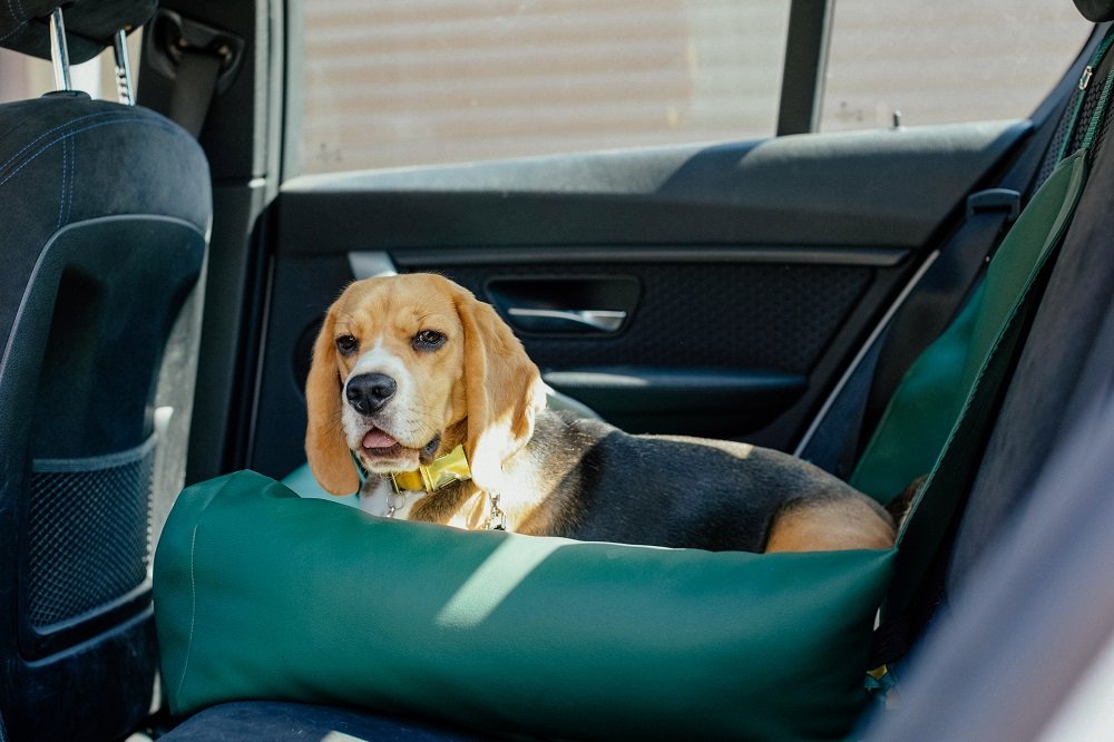 Dog Car Seat Reviews: Keep Your Dog Safe in the Car
