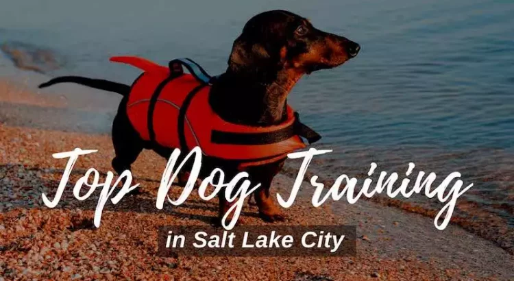 Dog Training in Salt Lake City